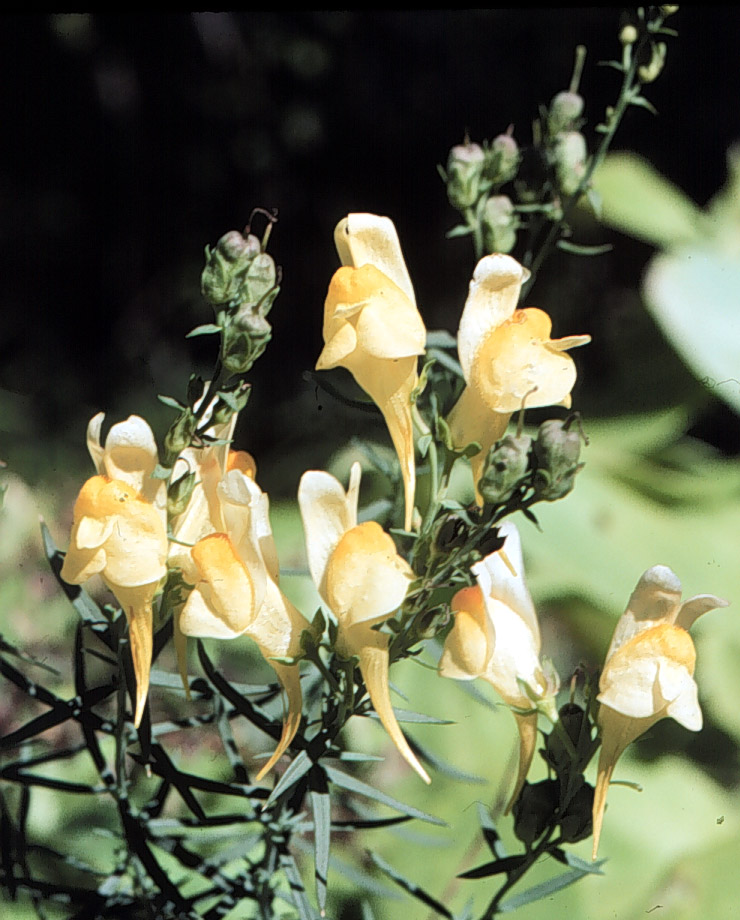 Linaria vulgaris or Butter and Eggs, Toadflax